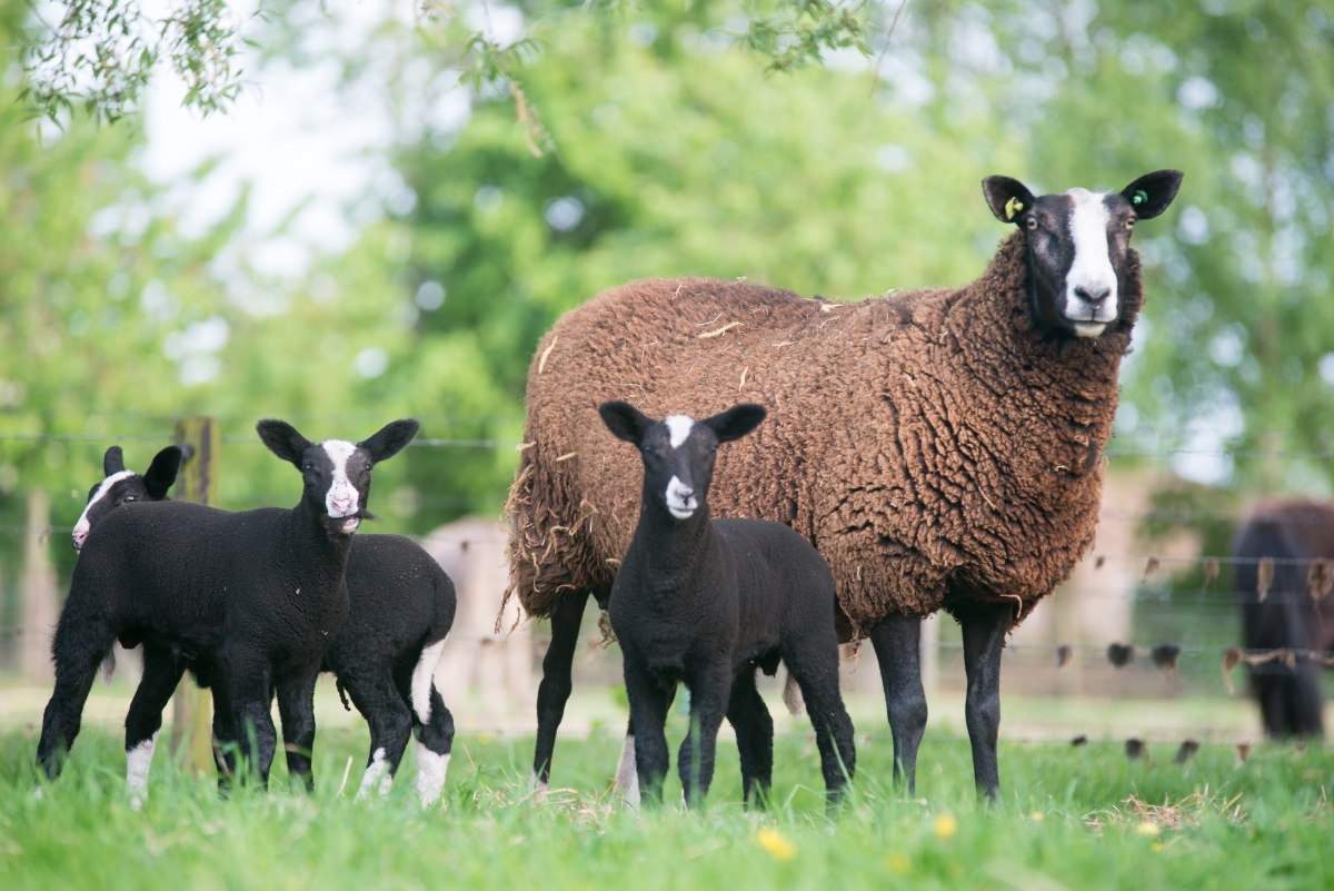 Zwartbles schapen